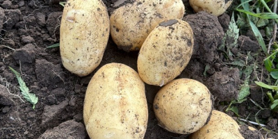 Producer sells white and red potatoes, we offer quality
