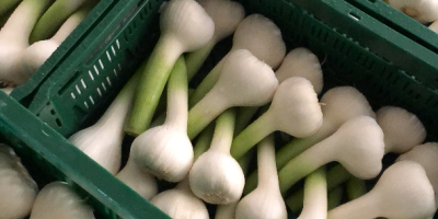 Freshly harvested, potency 50-70, with stem, cleaned, ready to