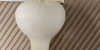 Freshly harvested, potency 50-70, with stem, cleaned, ready to