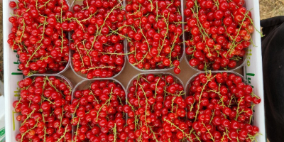 Ribes rosso raccolto a mano in vendita