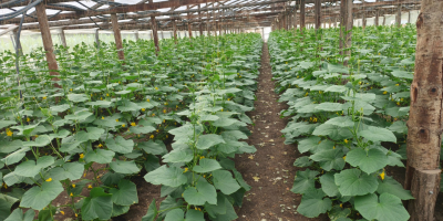 I sell new crop cucumbers, fresh and ripe.