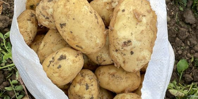 Кромпир на продају, директно од произвођача! За више детаља
