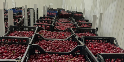 Fresh sour cherries for industrial processing are now available.