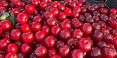 Fresh sour cherries for industrial processing are now available.