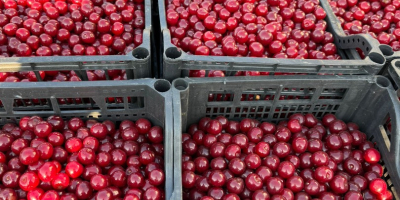 Fresh sour cherries for industrial processing are now available.