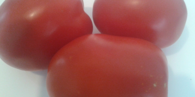 I will sell field tomatoes: round and oblong, the