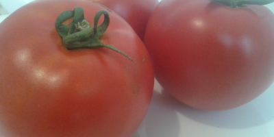 I will sell field tomatoes: round and oblong, the