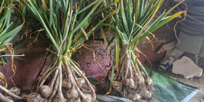 Hello. I have garlic for sale in calibers 4.5,