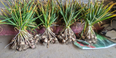 Hello. I have garlic for sale in calibers 4.5,