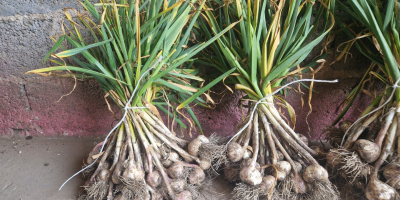 Hello. I have garlic for sale in calibers 4.5,