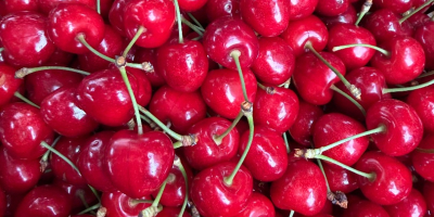 I sell high-quality cherry fruit, with very good taste.