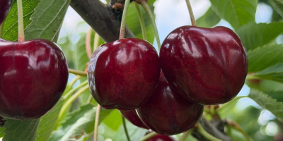I sell high-quality cherry fruit, with very good taste.