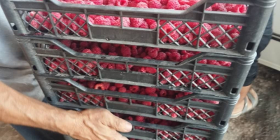 IQF-Himbeerenexport aus Usbekistan: Ganze Himbeeren (90/10), Himbeerpüree, Himbeercrumble, IQF-gefrorene