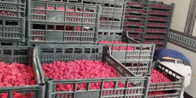IQF-Himbeerenexport aus Usbekistan: Ganze Himbeeren (90/10), Himbeerpüree, Himbeercrumble, IQF-gefrorene
