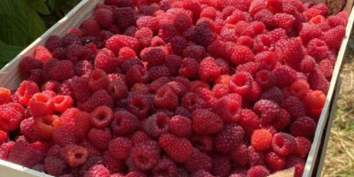 IQF-Himbeerenexport aus Usbekistan: Ganze Himbeeren (90/10), Himbeerpüree, Himbeercrumble, IQF-gefrorene