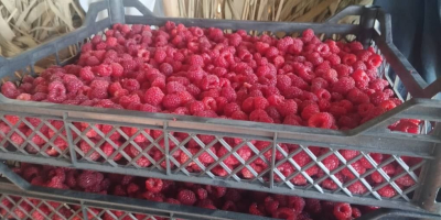 IQF-Himbeerenexport aus Usbekistan: Ganze Himbeeren (90/10), Himbeerpüree, Himbeercrumble, IQF-gefrorene