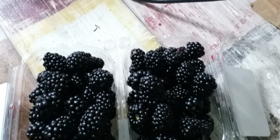 Wir verkaufen süße und leckere Brombeeren von der Udati-Manzu-Plantage