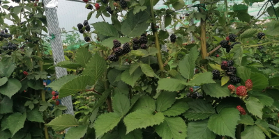 Wir verkaufen süße und leckere Brombeeren von der Udati-Manzu-Plantage