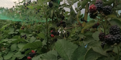 Wir verkaufen süße und leckere Brombeeren von der Udati-Manzu-Plantage