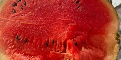 Ich verkaufe erstklassige bulgarische Wassermelonen der Sorte Sorrento F1