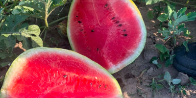 Ich verkaufe erstklassige bulgarische Wassermelonen der Sorte Sorrento F1