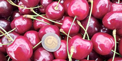 Cseresznyét árulok. Vannak olyan fajtáim, mint a Kordia és