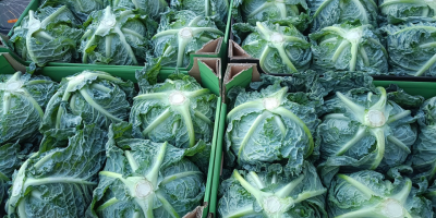 I will sell large quantities of young Savoy cabbage,