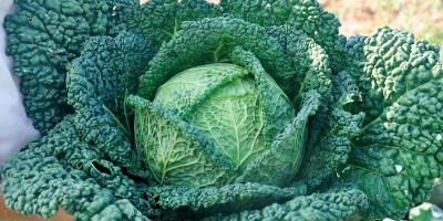 I will sell large quantities of young Savoy cabbage,