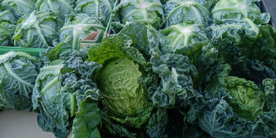 I will sell large quantities of young Savoy cabbage,