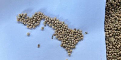 I have for sale 150 t of yellow peas,