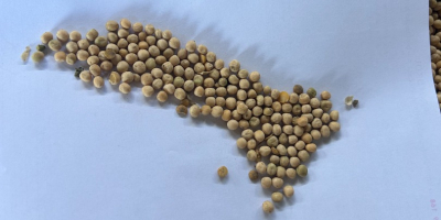 I have for sale 150 t of yellow peas,
