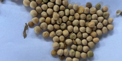 I have for sale 150 t of yellow peas,