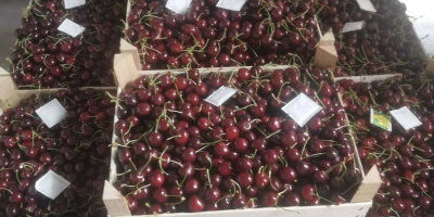 Hallo, wir haben derzeit 50 Tonnen frische Süßkirschen auf