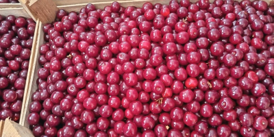 Hallo, wir haben derzeit 40 Tonnen frische Sauerkirschen auf
