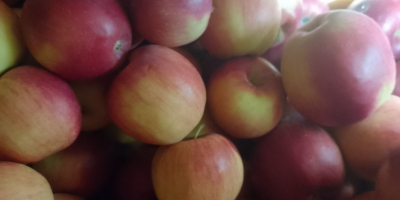 Idaret and Jonagoret apples for sale. They are in