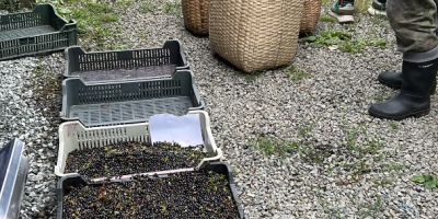Mirtilli selvatici. La stagione è iniziata in Romania. Possiamo