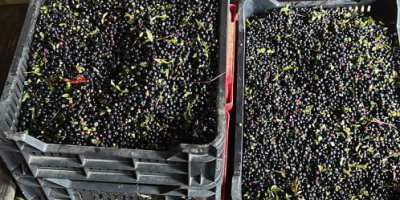 Wild forest Blueberry season started in Romania. We offer