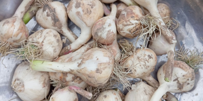 I'm selling approximately 1.5 tons of Jarus spring garlic,