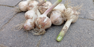 I'm selling approximately 1.5 tons of Jarus spring garlic,