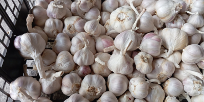 I'm selling approximately 1.5 tons of Jarus spring garlic,