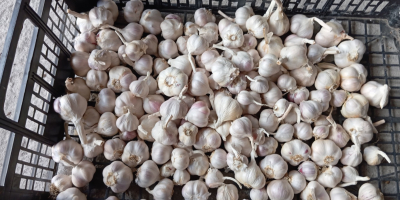 I'm selling approximately 1.5 tons of Jarus spring garlic,