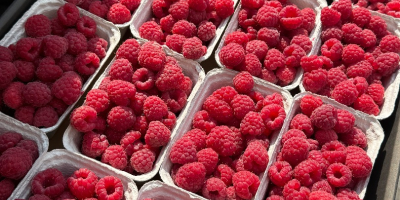 Frische Himbeeren für den Export – Klasse I –