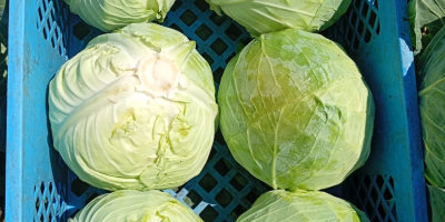 Kemény fehér káposzta, padoch fajta, 2+kg