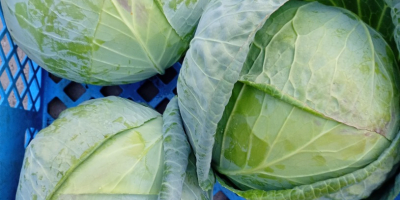 Kemény fehér káposzta, padoch fajta, 2+kg