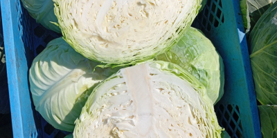 Kemény fehér káposzta, padoch fajta, 2+kg