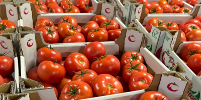 Продам помидор малина - Мадано.