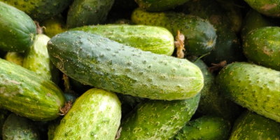 Vendo cetrioli coltivati in campo, varietà Amant, con frutti