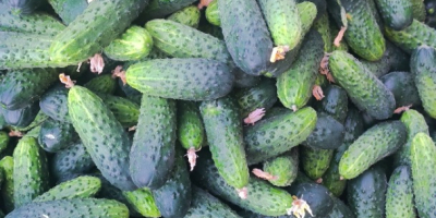 Vendo cetrioli coltivati in campo, varietà Amant, con frutti