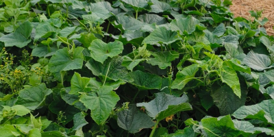 Vendo cetrioli coltivati in campo, varietà Amant, con frutti
