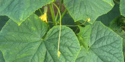 Vendo cetrioli coltivati in campo, varietà Amant, con frutti